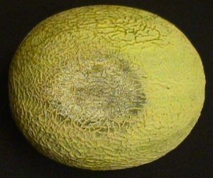 disease symptoms on cantaloupe fruit