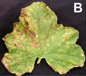 necrosis on leaf