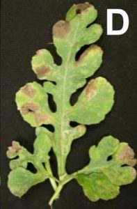 symptoms on leaf
