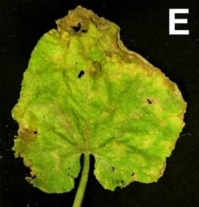 symptoms on leaf