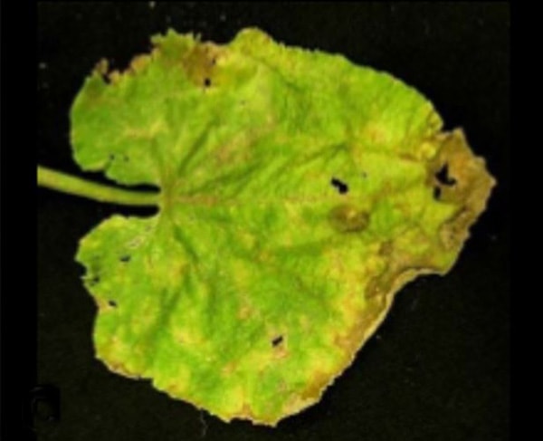 lesions on leaf