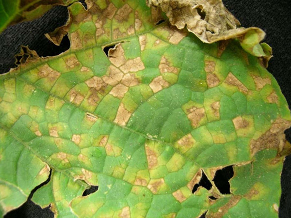 lesions on leaf
