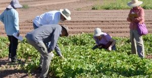 people look at melon plants