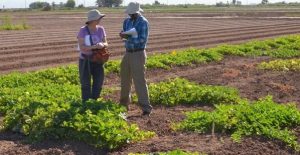 field day participants taking notes in the melon field