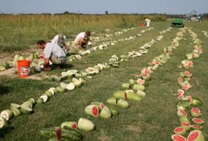 collecting seed in the field