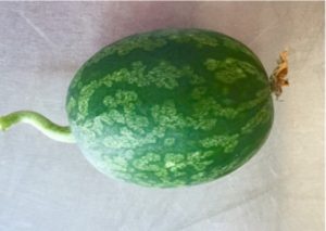 PRSV resistant watermelon fruit