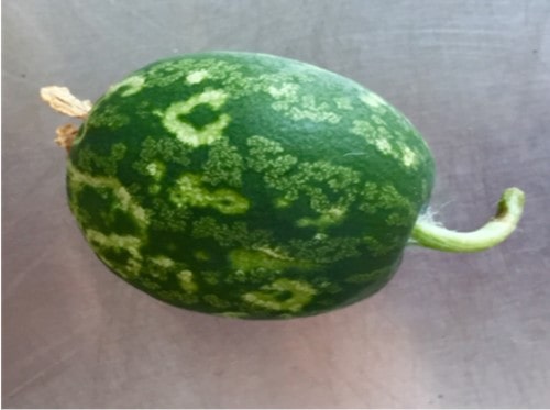 PRSV susceptible fruit