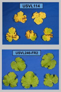 usvl114 leaves and usvl246-fr2 leaves