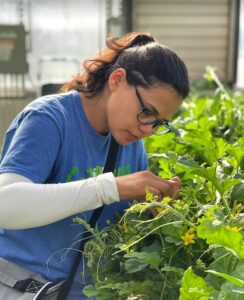 samikshya-pollenating-plant