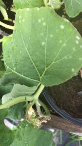 disease symptoms on leaf