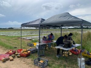 group harvesting squash