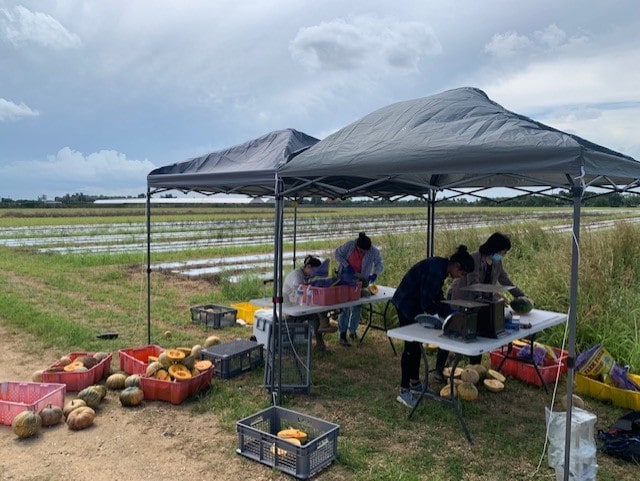group harvesting squash