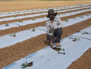 Prerna viewing small plants in the field