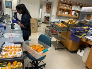 measuring brix in the lab