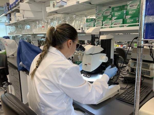 agar-plate analysis using a stereoscope for detecting fungus structures