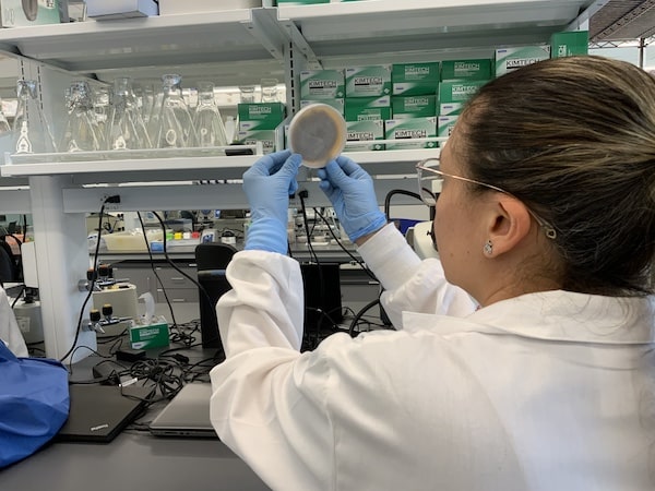 Kelly viewing an agar-plate with Ceratocystis fimbriata