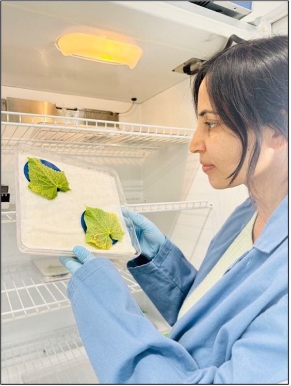 Usha views the pathogen on leaves