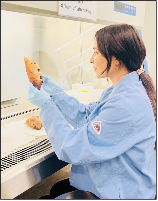 Usha views mcyelia on sweetpotato roots