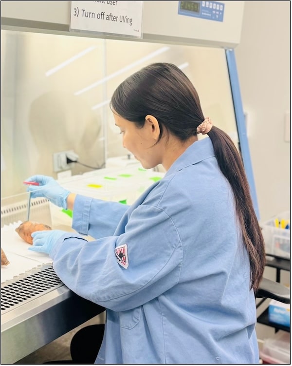 Usha wounds sweetpotato roots